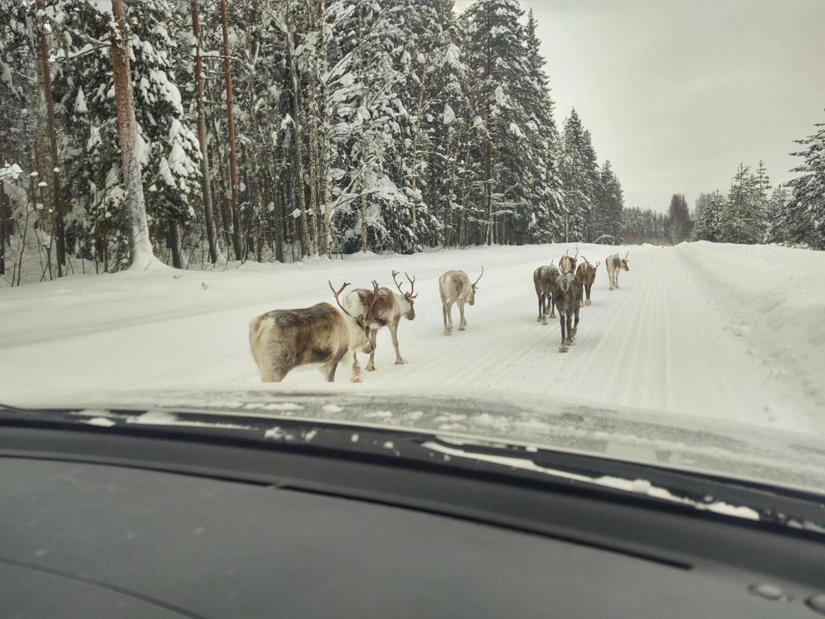 Lagomhuset - A Peaceful Holiday In Swedish Lapland Vidsel Dış mekan fotoğraf